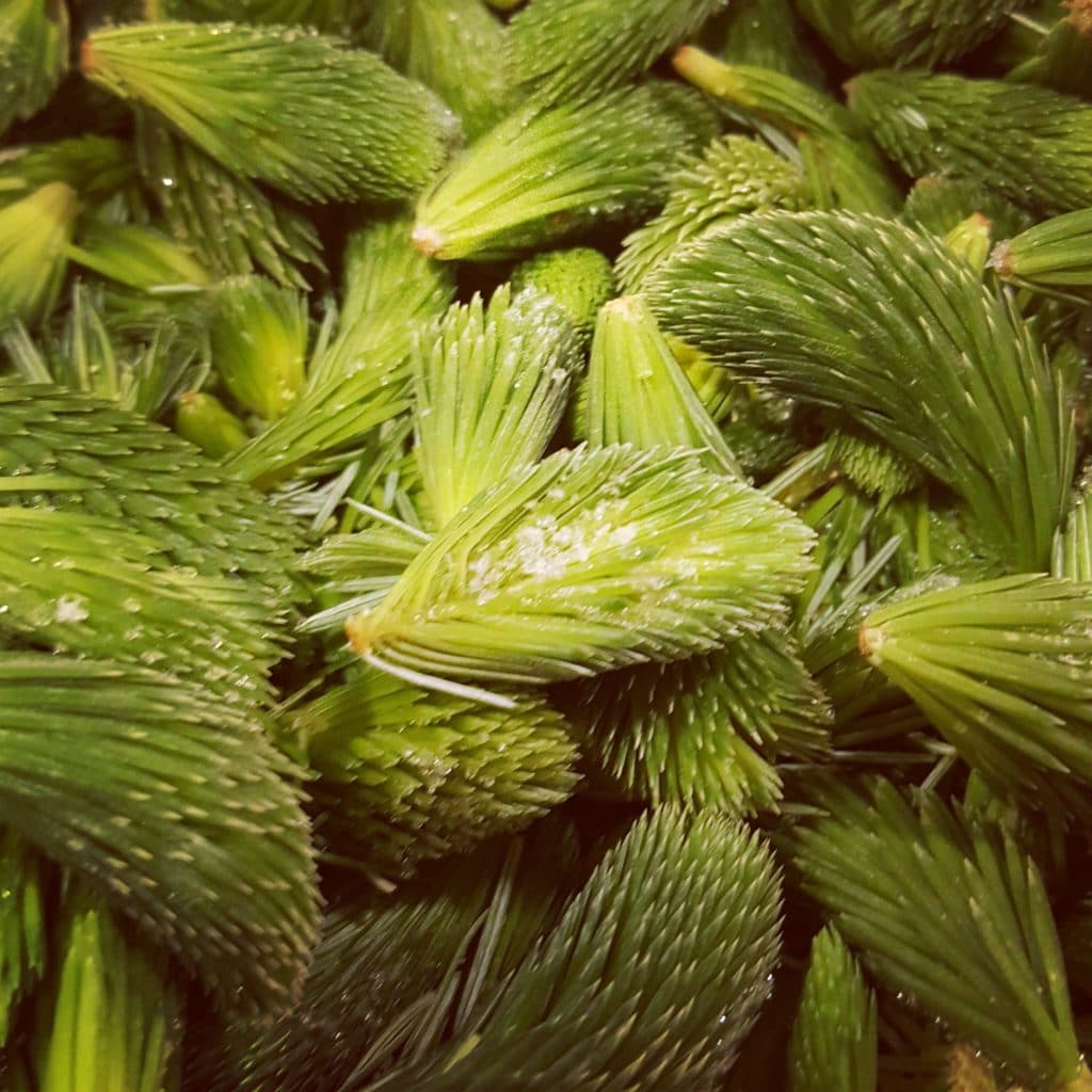 Our hero botanical in the Winter Edition is spruce tips which Hanna, our gardener, collected basketfuls of in December last year.