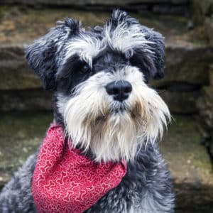 Mr MacKintosh Dunnet Bay Distillery Dog