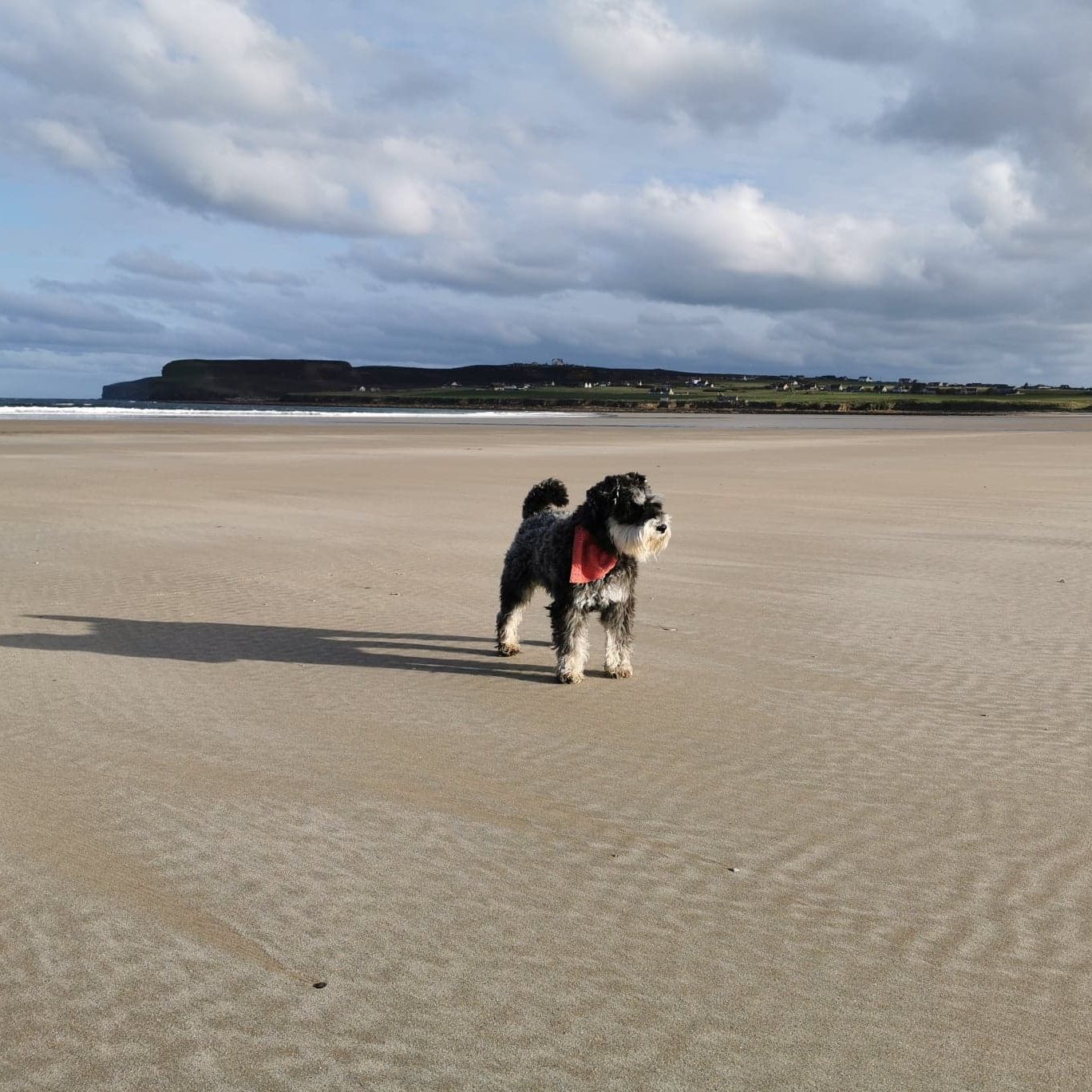 Mr Mackintosh the dog on the beach