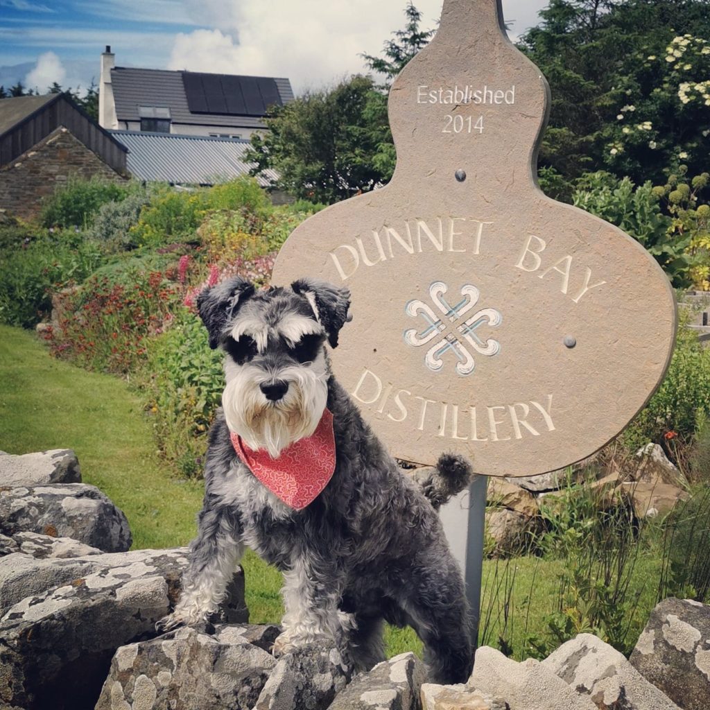 Mr Mackintosh the distillery's dog outside Dunnet Bay Distillery