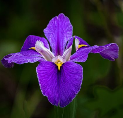 Orris root iris flower