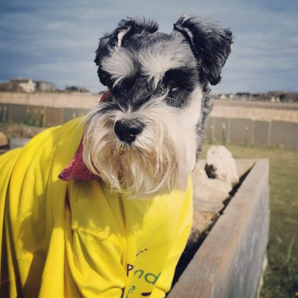 Portrait Mr Mackintosh the distillery dog wearing a yellow Highland Hospice t-shirt