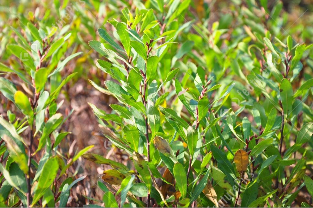  This month's beautiful botanicals Bog myrtle (Myrica gale) gets its common name from the fact it occurs in dense clusters or thickets in.....