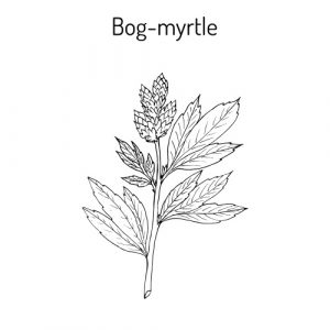 Illustration of Bog Myrtle