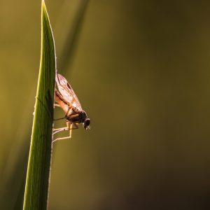 Close up picture of a midge