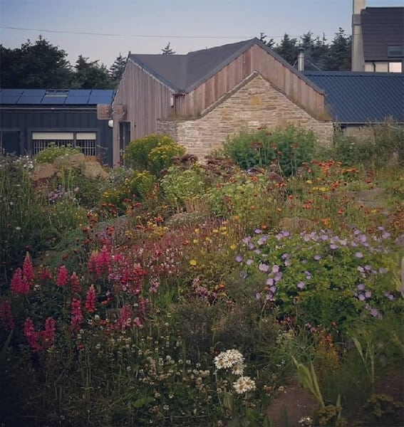 Picture of the distillery herb garden in bloom
