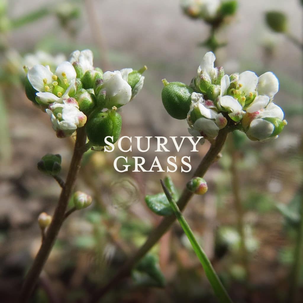 Picture of scurvy grass botanicals