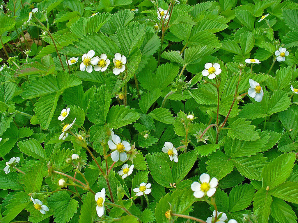 Wild strawberry (Fragaria vesca) is known by a variety of different names including ‘Alpine strawberry’...